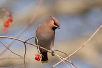 Pestvogel aan de bessen