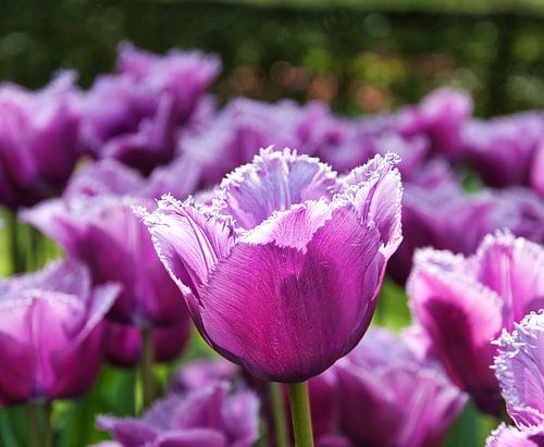 Tulpenpracht