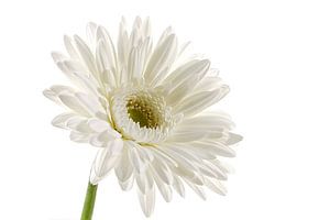 Gerbera