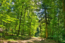 Spring forest in the Ortenau