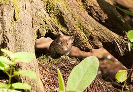 mouse on the Veluwe by Merijn Loch
