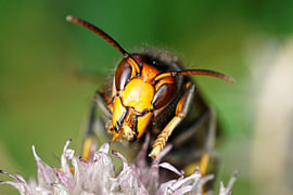 Asian Hornet in Macro – Graphic Nature by Korayu Photography