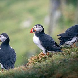Een trio van Papegaaiduikers in Schotland van Marjolein Fortuin