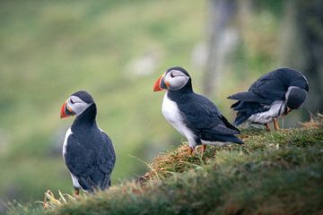 Ein Trio von Papageientauchern in Schottland von Marjolein Fortuin