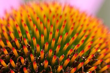 Zonnehoed (Echinacea) van PvdH Fotografie