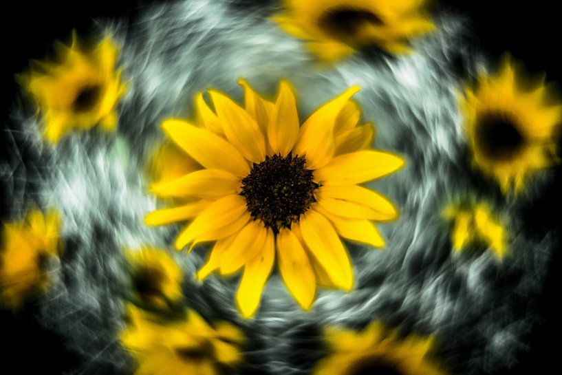 Sonnenblume von Udo Wanninger limitiete Auflage