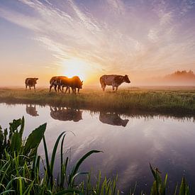 Sonnenaufgang im grünen Herzen von van Buren Fotografie