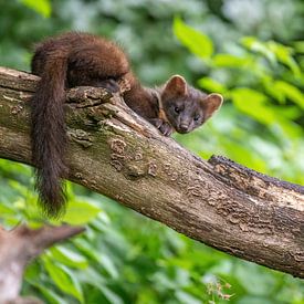 Tree marten by Harry Punter