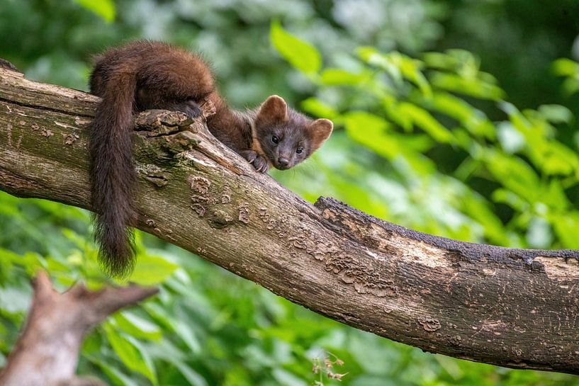 Tree marten by Harry Punter