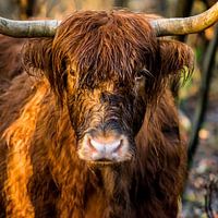 Tough head Scottish Highlander