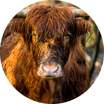 Stoere kop  Schotse Hooglander