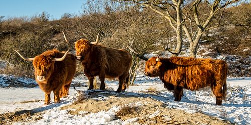 Drie Schotse hooglanders staan rustig in de sneeuw.