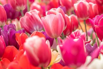 Tulpen Mix roze  2025 van Marco Liberto