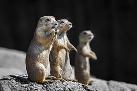 Three prairie dogs look one way by Chi