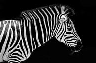 Zebra-Porträt von Arno Maetens Miniaturansicht