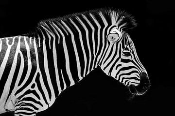 Zebra portrait by Arno Maetens
