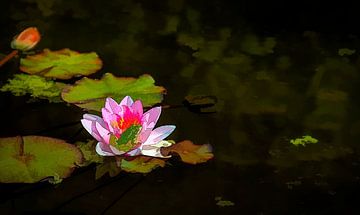 frog on water lily as a cartoon by Corrie Ruijer