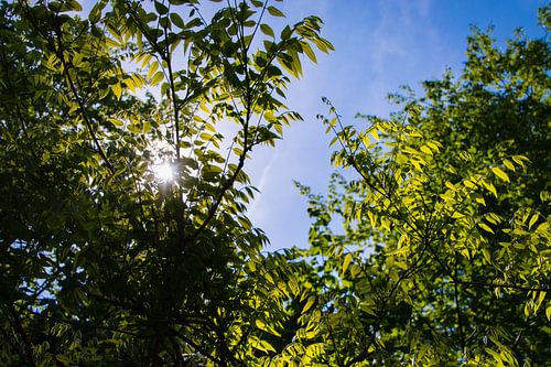 Ochtendzon door de bladeren