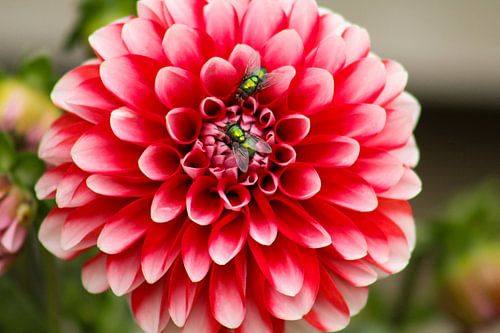 Dahlia met visite