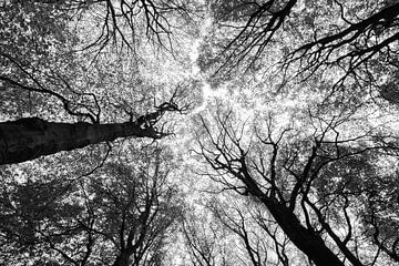 Die Baumkronen der Bäume von Ilona Lagerweij