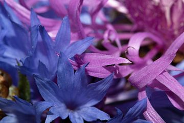 Macrofoto van blauwe en paars/roze bloemen van Anne Ponsen