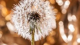 golden dandelion by Thomas Heitz