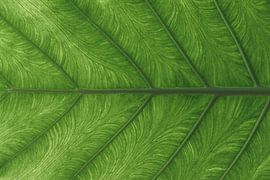 Beleuchtetes grünes Blatt Korn