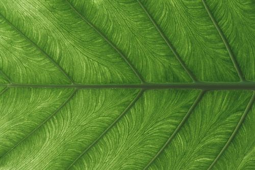 Verlichte Groene Bladnerf