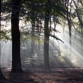 Zonneharpen von Ellis Pellegrom