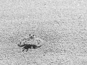 crab on the beach von Jaap Baarends