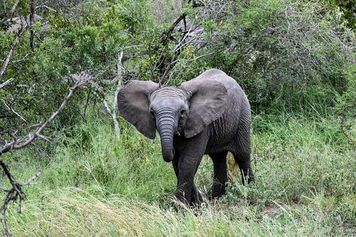 Olifanten jong in natinaal kruger park