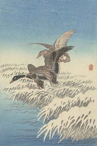 Entenpaar fliegt über den schneebedeckten Schilfgürtel des Ohara Koson