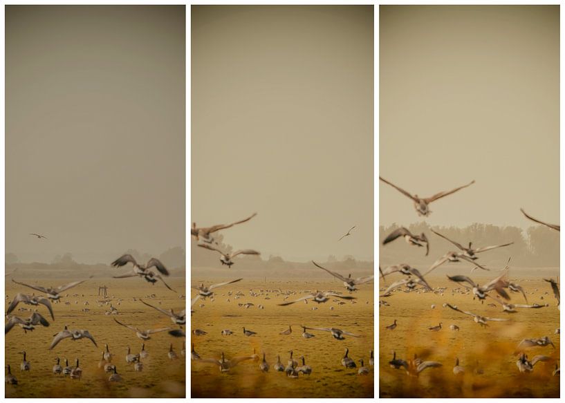 lauwersmeer triptychon 15 von anne droogsma