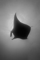 Manta in sunburst