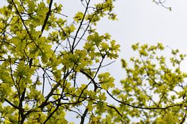 Golden leaves by Gerben van den Hazel