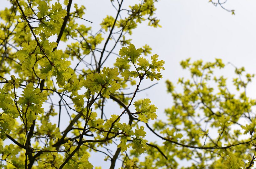 Laub von Gerben van den Hazel