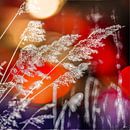 Reed plume colored by Freddy Hoevers thumbnail