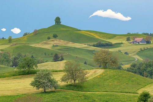 Rolling hills of Hirzel