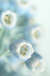 Frühling in Pastellfarben! Muscari Botryoides