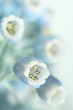 Frühling in Pastellfarben! Muscari Botryoides von Marjolijn van den Berg