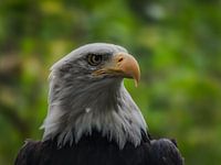 adelaar of eagle