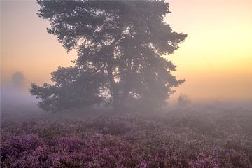 Lever de soleil sur un paysage de bruyère