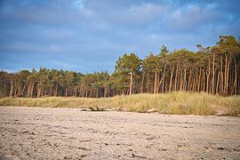 Bäume am Strand der Ostsee. Kleiner Wald
