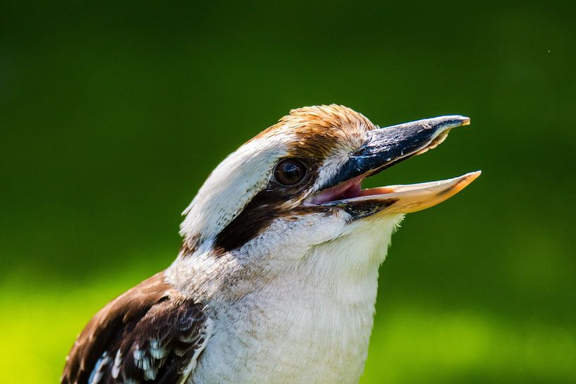 Kookaburra von Fearless Photography