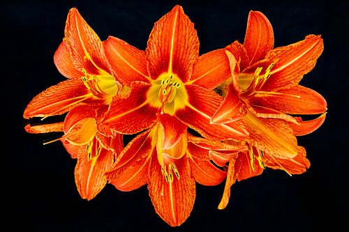 Lily