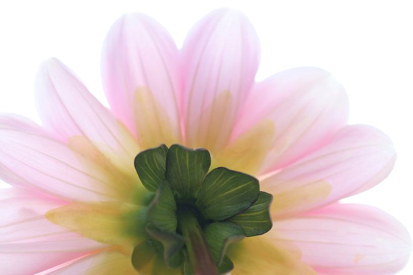 Flower, dahlia by Karin van der Schenk