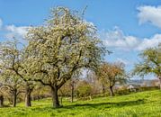 Lente in Zuid-Limburg van John Kreukniet thumbnail
