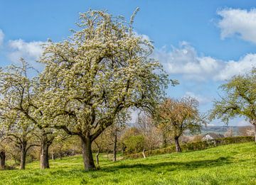 Lente in Zuid-Limburg van John Kreukniet