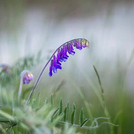 Bird vetch at its best by Rene Jacobs