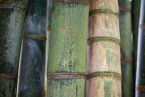 bamboo